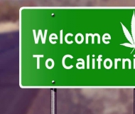 Growing and selling cannabis in California